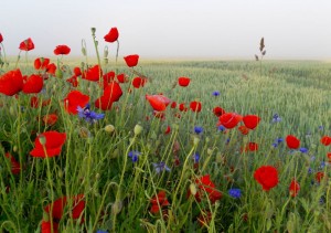 Ein echter Hingucker: Mohnblumen und Kornblumen am Feldrand. (Foto: Jörg Levermann)