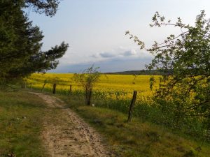 An blühenden Rapsfeldern führt die Strecke der zweiten Etappe vorbei.