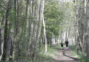 Idyllisch führt der Weg „hellgrünen Wabe“ des Laufparks Stechlin am Ufer des Wutzsees entlang. (Foto: Jörg Levermann)