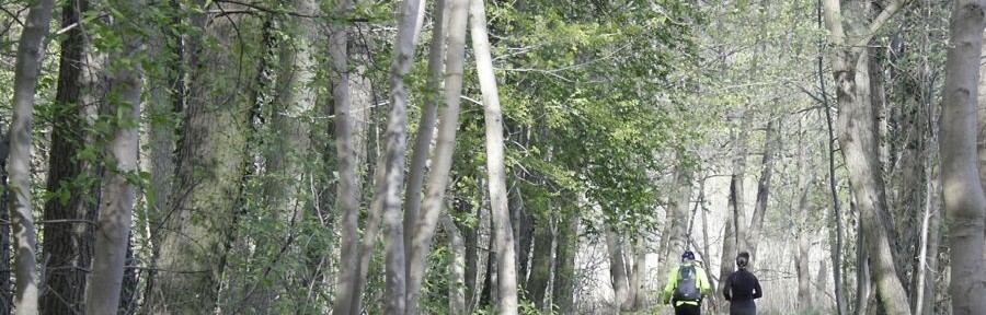 Idyllisch führt der Weg „hellgrünen Wabe“ des Laufparks Stechlin am Ufer des Wutzsees entlang. (Foto: Jörg Levermann)